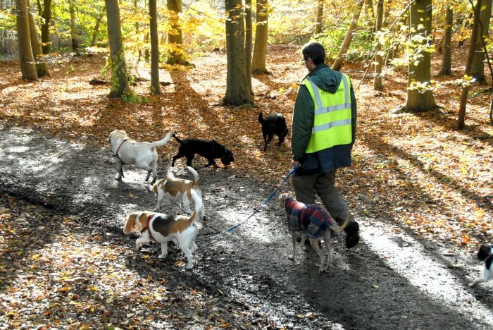 How Busters Dogs turned a hobby into a thriving small business