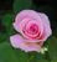 rocksroses