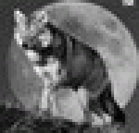 Wolf_photo