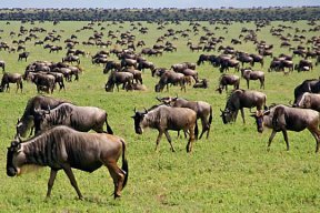 East Africa