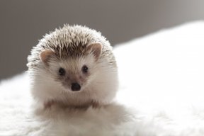 porcupinecutie