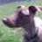 JotheDogListener