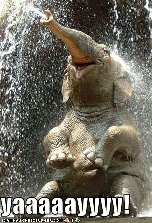 lolephant.jpeg