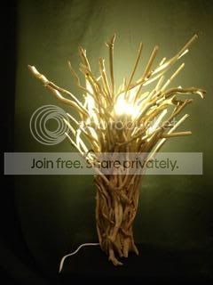 DSCN2748-1.jpg